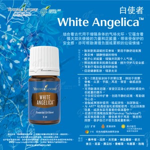 White Angelica 白使者